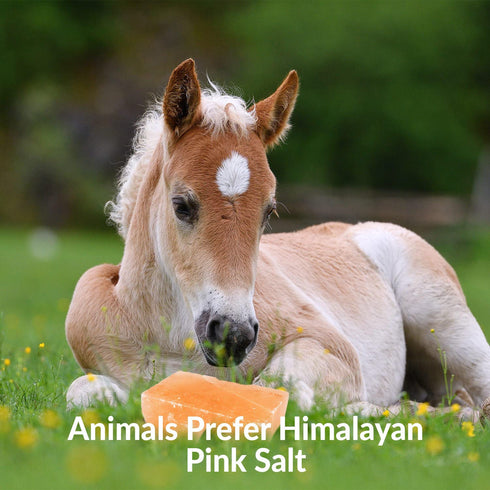 Horse Licking Salt - 5 lbs | HIMALAYAN NATURE